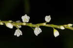 Dotted smartweed 